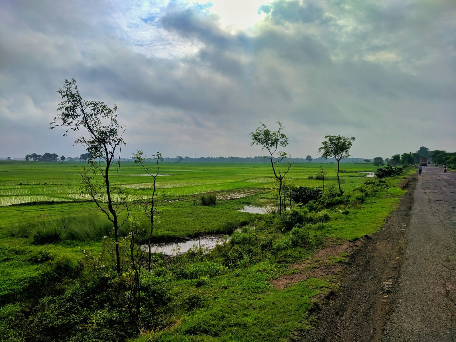 a dirt road with trees and grass on either side of it